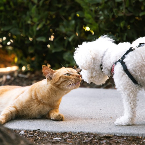 dog and cat